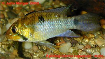 Apistogramma rupununi